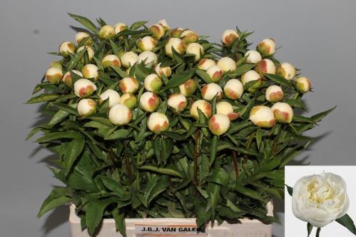 Paeonia Lactiflora Grp 'Duchesse de Nemours'
