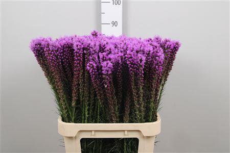 Liatris spicata 'Callilepis'