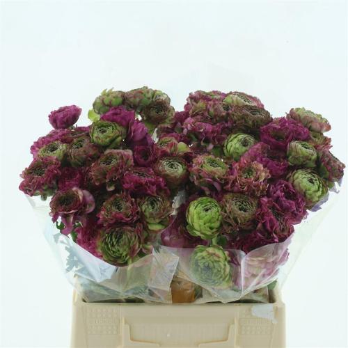 Ranunculus asiaticus 'Pon-Pon Malva'