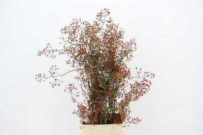 Rosa Fair Jewel (rozenbottel)