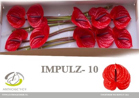 Anthurium (Andreanum Grp) Impulz