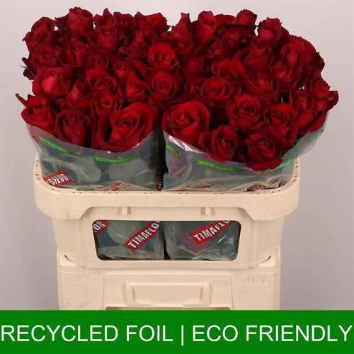 Rosa grootbloemig Ever Red