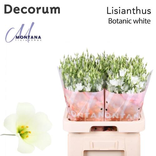 Eustoma russellianum enkelbloemig Botanic White