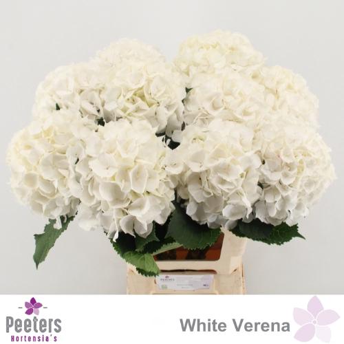 Hydrangea macrophylla Noordpool