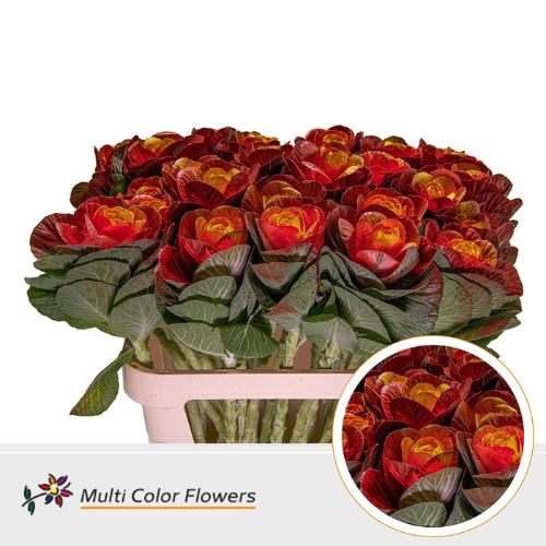 Brassica oleracea kleurbehandeld H%