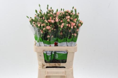 Dianthus tros Hamada