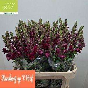 Antirrhinum majus 'Potomac Crimson'