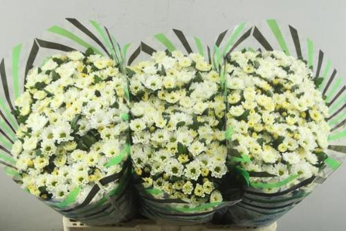 Chrysanthemum Indicum Grp tros santini 'Rossi White'