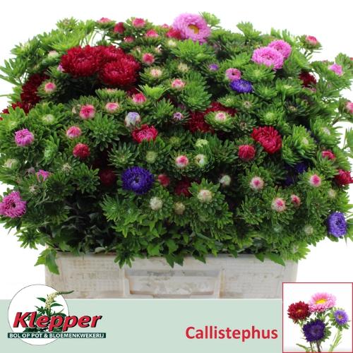 Callistephus chinensis per bos overig