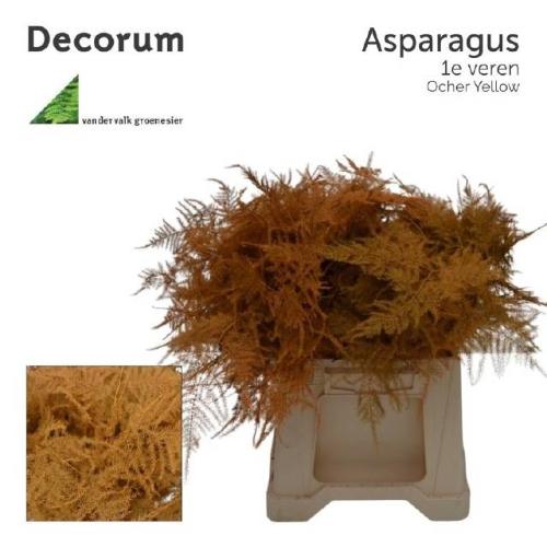 Asparagus overig kleurbehandeld H%