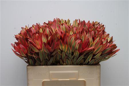 Leucadendron 'Jester'