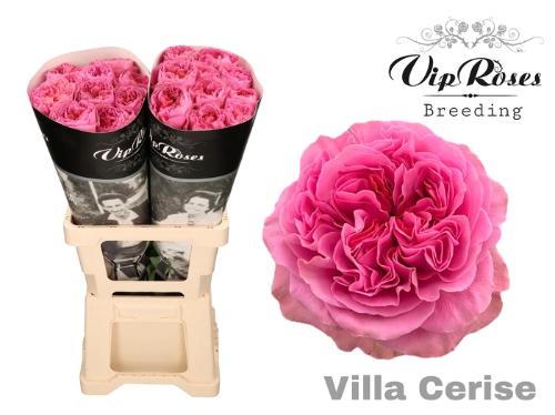 Rosa grootbloemig Villa Cerise