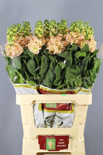 Matthiola incana 'Iron Apricot'