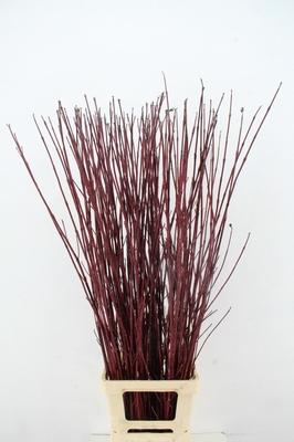 Cornus alba 'Sibirica'