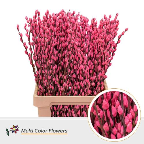 Salix caprea 'Snow Flake' kleurbehandeld H%