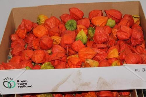 Physalis alkekengi lampion (los)