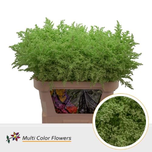 Solidago kleurbehandeld H%
