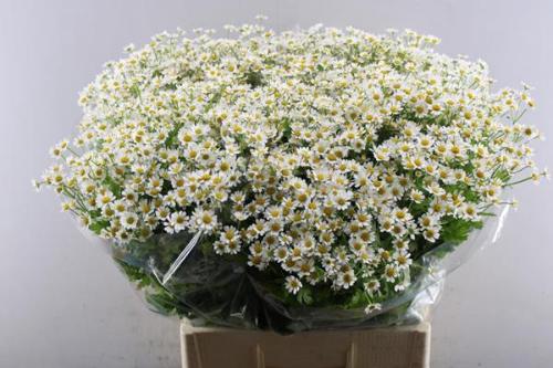 Tanacetum parthenium 'Single Vegmo'