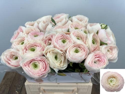 Ranunculus asiaticus Succes Hanoi