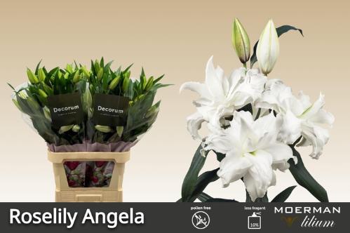 Lilium (Oriental Grp) dubbel Roselily Angela