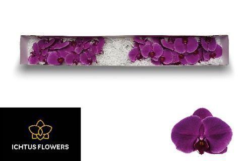 Phalaenopsis per bloem  'Beau Monde'