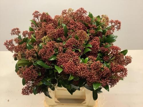 Skimmia per bos japonica 'Rubella'