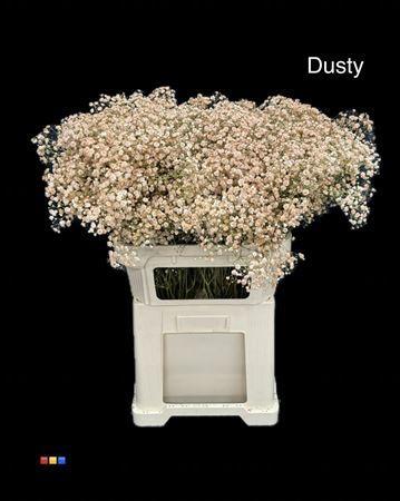 Gypsophila overig kleurbehandeld H%