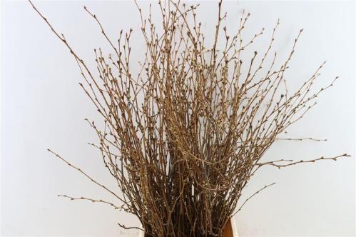 Prunus per bos overig