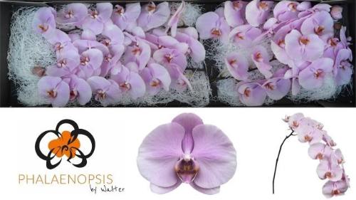 Phalaenopsis per bloem 'Tikal'