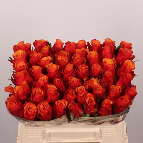 Rosa grootbloemig Espa