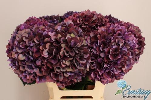 Hydrangea macrophylla Magical Rubyred (classic paars)