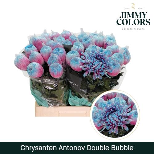 Chrysanthemum (Indicum Grp) geplozen Antonov kleurbehandeld H%