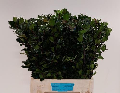 Ilex x meserveae 'Blue Prince'