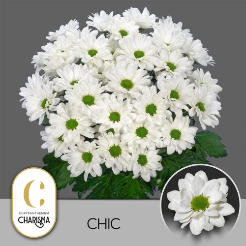 Chrysanthemum Indicum Grp tros Chic