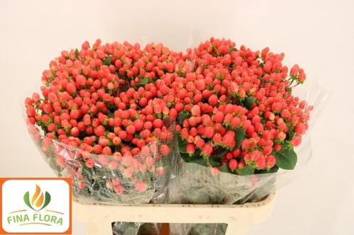 Hypericum x inodorum Magical Royal Princess