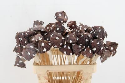 Huis en tuindecoratie overig H%