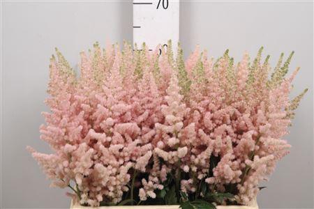 Astilbe chinensis 'Vision Inferno'