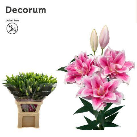 Lilium (Oriental Grp) dubbel Roselily Mikaela
