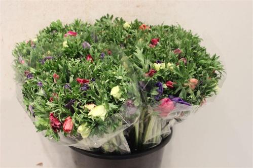 Anemone coronaria Marianne gemengd