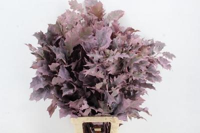 Quercus rubra kleurbehandeld H%