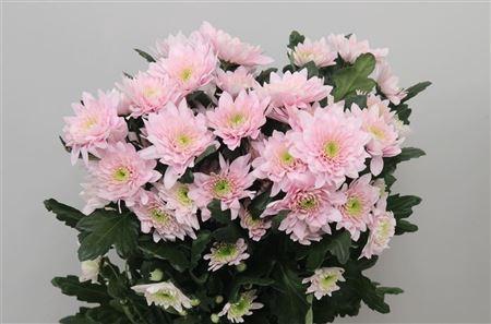 Chrysanthemum (Indicum Grp) tros Pastela Blush