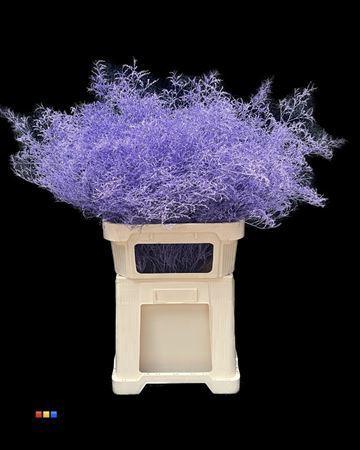 Limonium overig kleurbehandeld H%