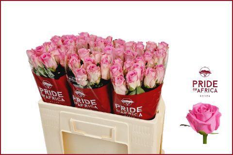 Rosa grootbloemig Aqua!