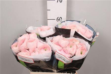 Ranunculus asiaticus Succes Hanoi