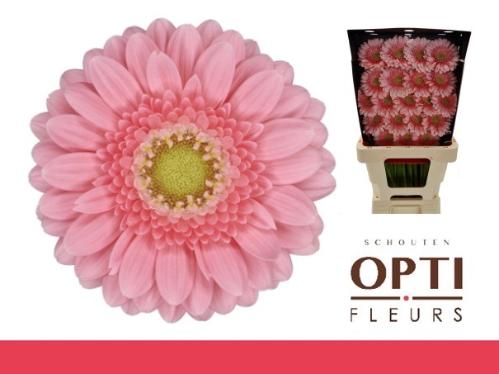 Gerbera mini Juna