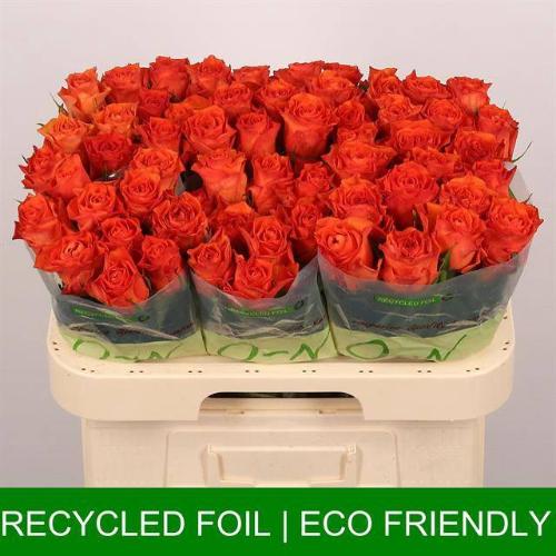 Rosa grootbloemig Orange Wave