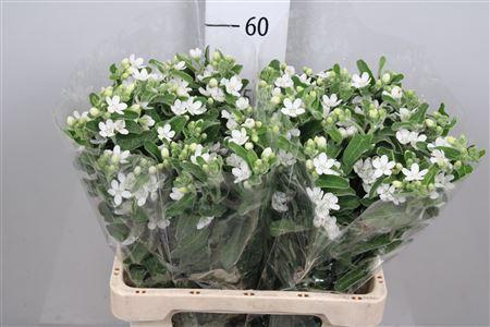 Oxypetalum coeruleum 'Perfect White Harmony'