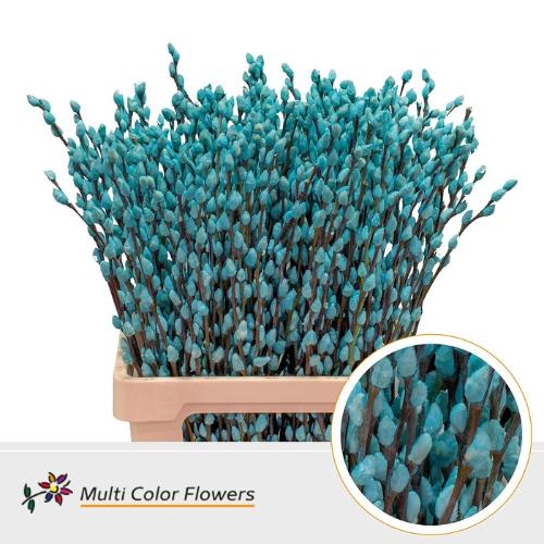 Salix caprea 'Snow Flake' kleurbehandeld H%