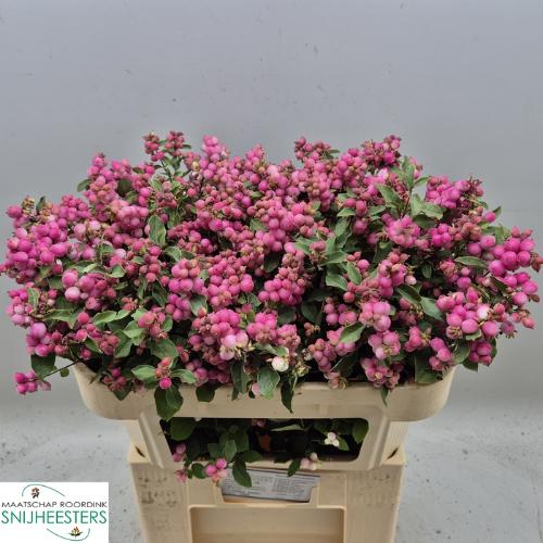 Symphoricarpos (Pink Berry Grp) Magical Ruby Falls