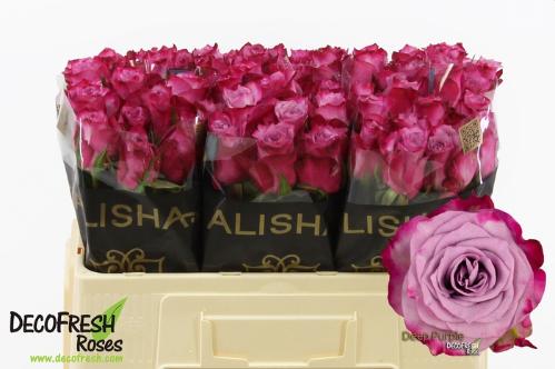 Rosa grootbloemig Deep Purple